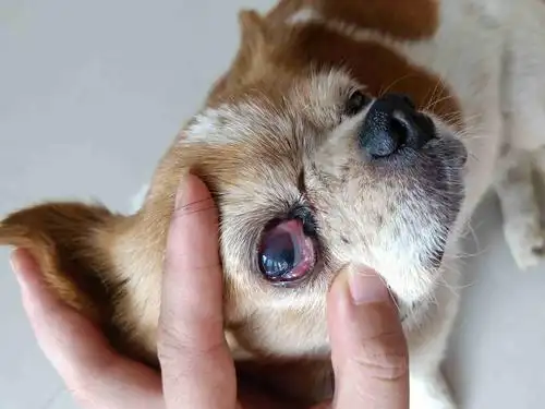 狗狗的眼睛有泪痕有分泌物,眼睛还一层蒙蒙的怎么回事是感染了吗,需要