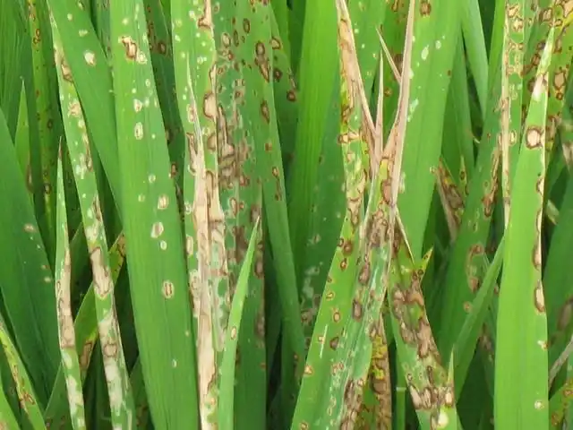 看到有一片稻田发生了病虫害!