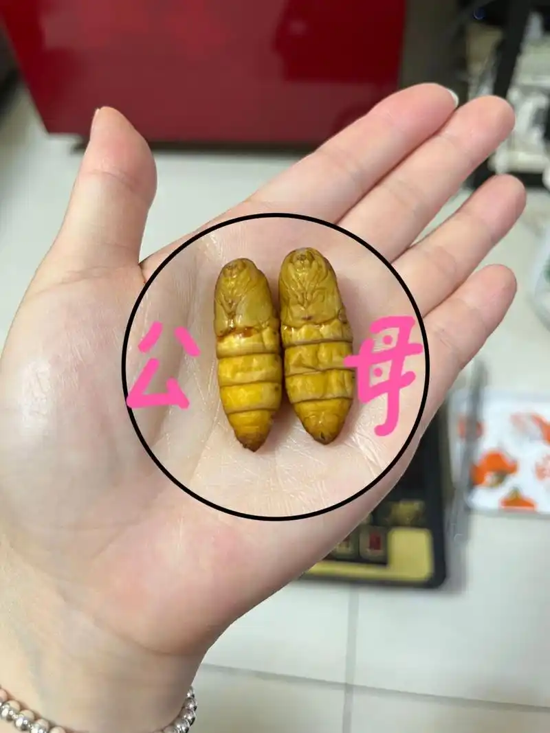 如何辨别公蚕母蚕(下) 上一期发了蚕宝宝区分公蚕母蚕,大家说不准,这