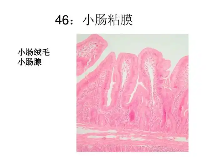 46:小肠粘膜 小肠绒毛 小肠腺