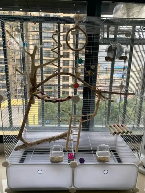 自制鸟笼让皮皮们也住上了别墅