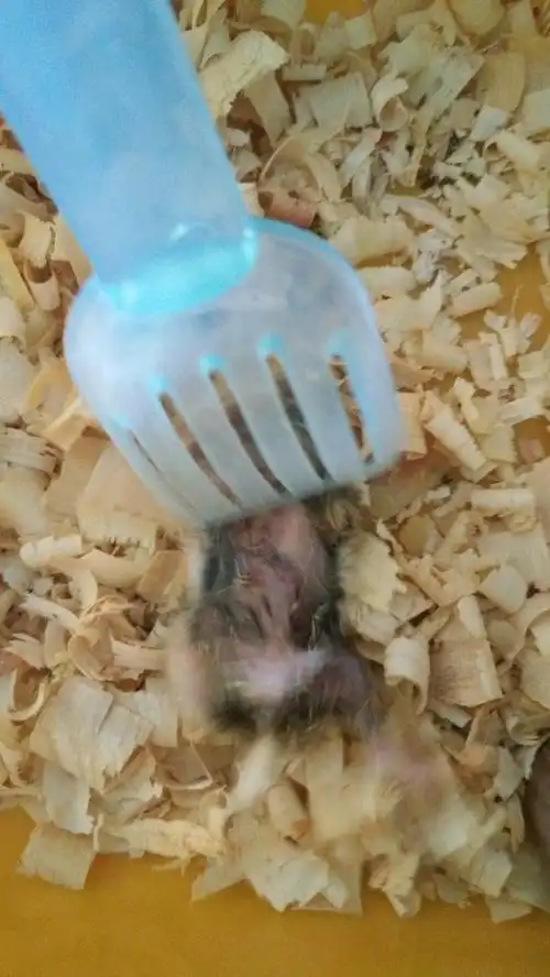 仓鼠腹部毛湿湿的 脸两边掉毛肉都出来了 走路摇摇晃晃的但是很有精神