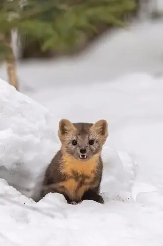 生态摄影丨一只自带女字标签的紫貂
