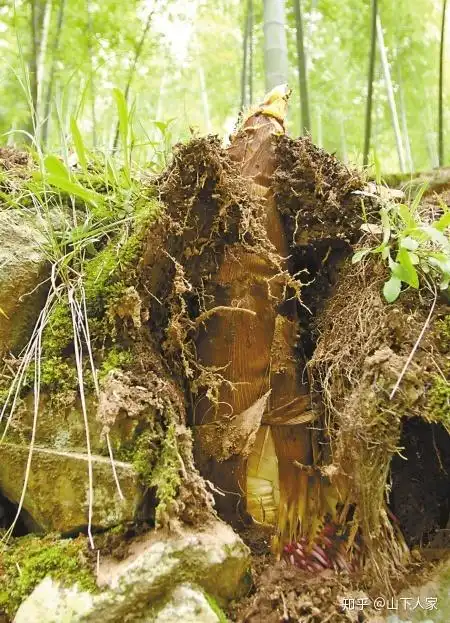 毛笋-春笋破土而出我从来没有看过植物长的那么快,头一天刚出土,第二