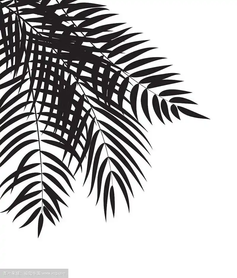 美化棕榈树叶剪影背景