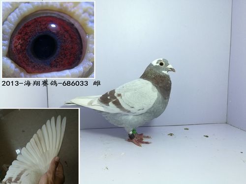 2013年红二线花头牛眼母