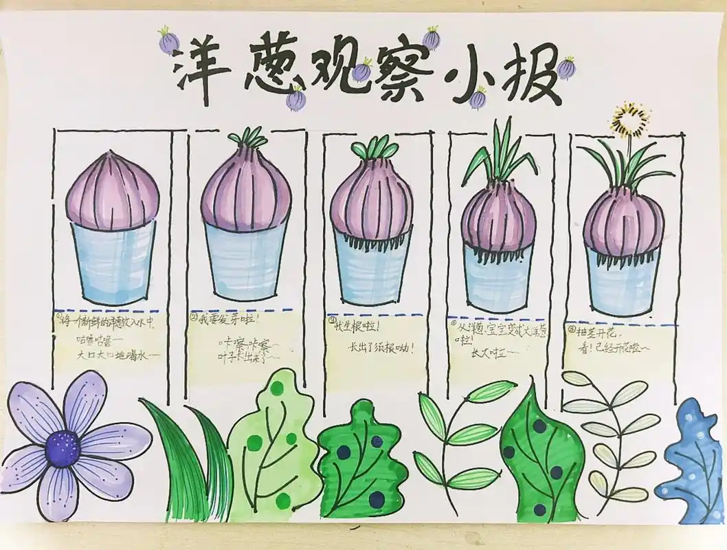 极简洋葱观察小报 和孩子一起完成,感受过程的快乐.