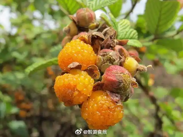 吃过的举手02|贵州|举手|家乡_新浪新闻