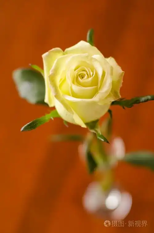 单一的黄玫瑰