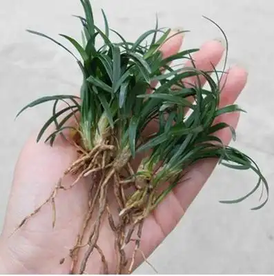 盆栽观赏植物吉祥草观音草松常绿花卉可水富贵紫叶绿植