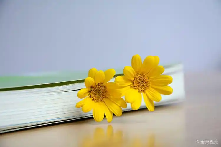 书与花静物_图片大全—全景创意图库(quanjing.