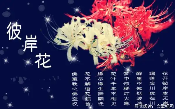 关于彼岸花的句子