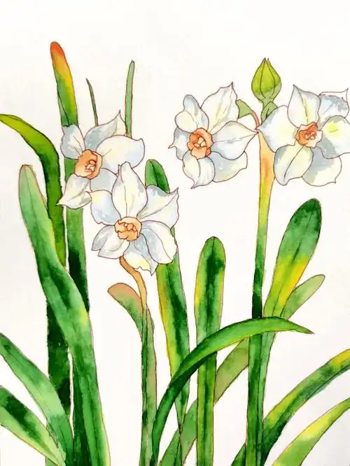 水彩小白的绘画日常钢笔淡彩61水仙 附线稿临摹:@貝貝壳画材:史明克