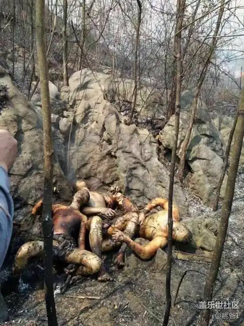 三个人扫墓救火被火烧成这样