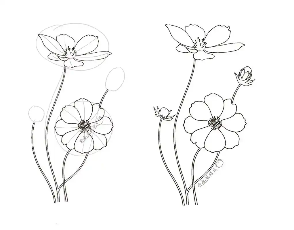 零基础线描教程:详细步骤图教你画两朵格桑花