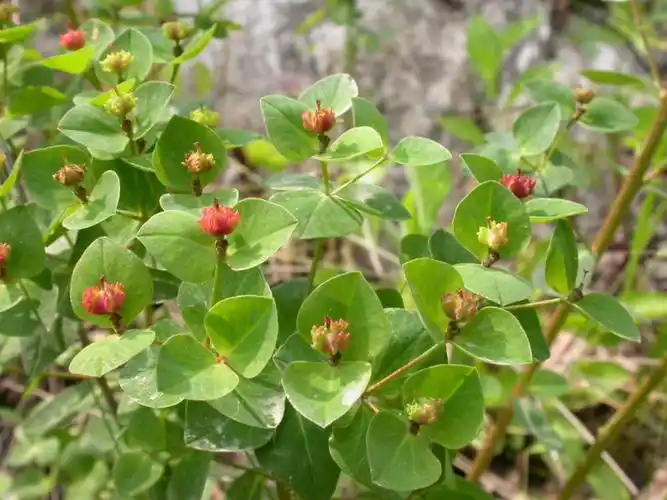 日月峡中草药165大戟1
