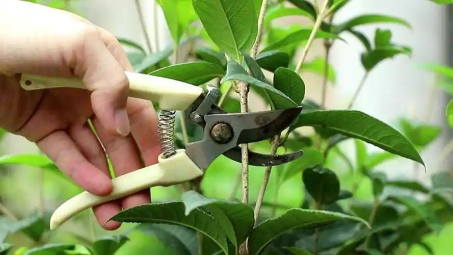 桂花树修剪棒棒糖造型,简单一步就完成,好看开花多