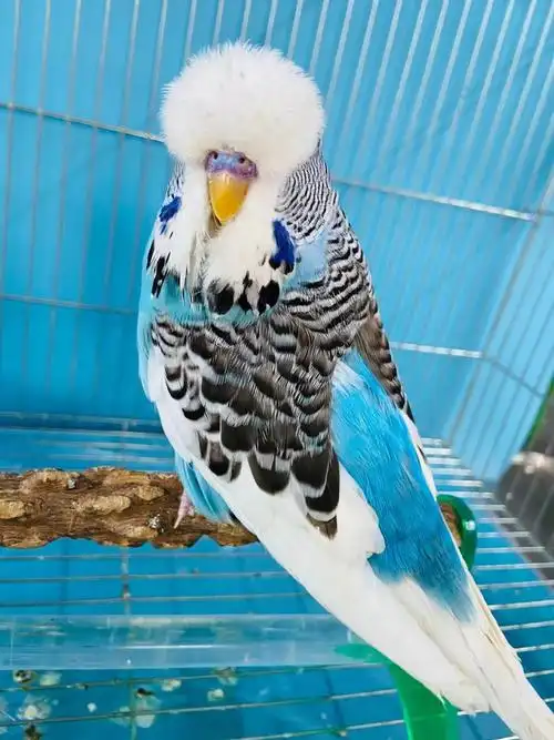 ajaj活体欧血虎皮大头大体型蘑菇头鹦鹉可繁殖可教说话雏鸟上手观赏鸟