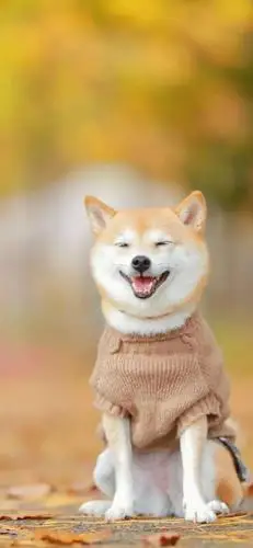 狗狗宠物壁纸 |哈士奇金毛柴犬柯基治愈萌宠可爱温暖手机桌面锁屏背景