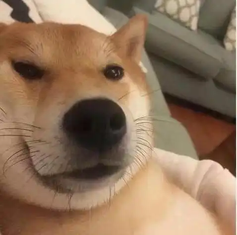 柴犬一脸高傲头像 头像图片大全 -【爱个性】