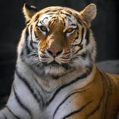 个性凶猛威风的老虎qq微信霸气头像图片