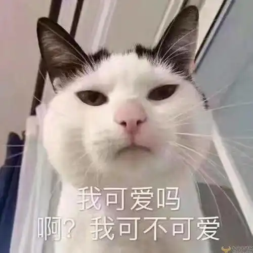 最近很火的萌猫表情包很火的可爱猫咪表情包大全