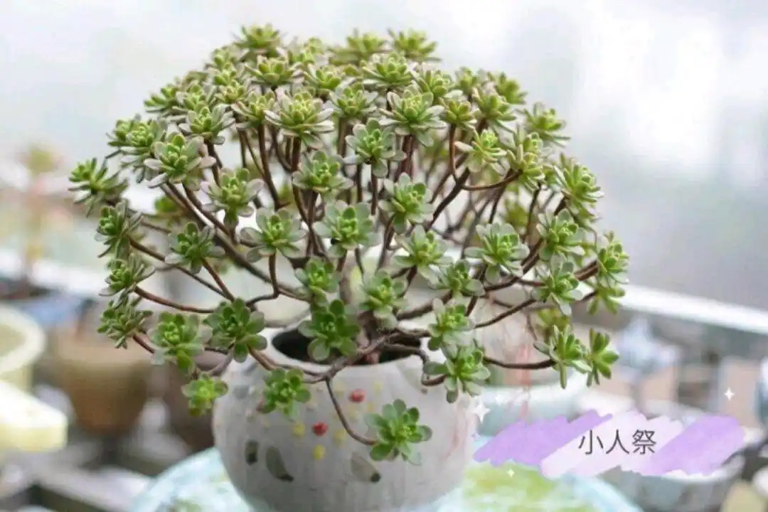 多肉小人祭又名儿童节,与法师一家亲,养成老桩可以当盆景