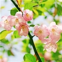 qq头像海棠花海棠花姿潇洒花开似锦