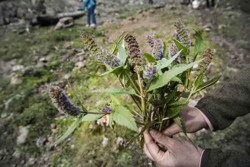 这种植物叫香薷,据说功效跟麻黄相似