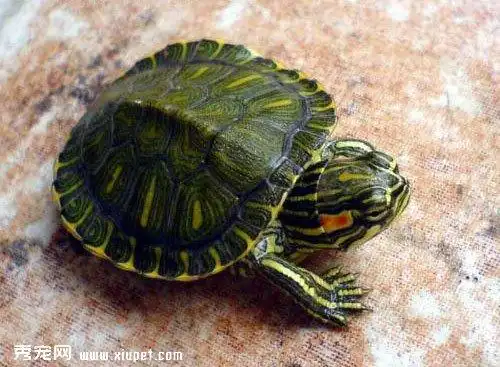【巴西龟可以干养吗】干养巴西龟时的注意事项_乌龟_爬虫_宠物百科_秀