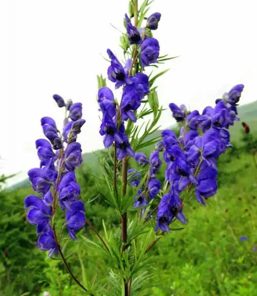 云南白药含断肠草草乌草乌是什么