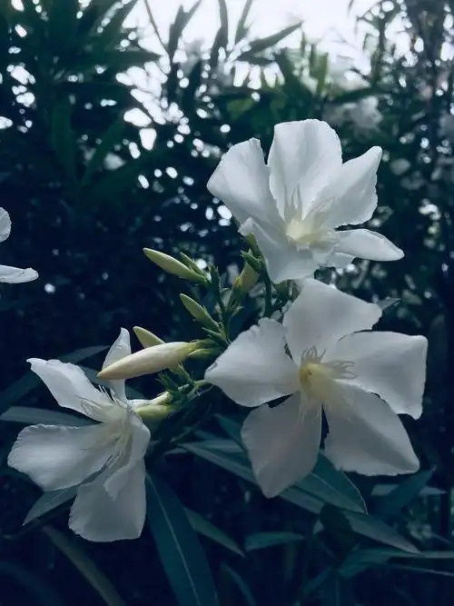 手机摄影夹竹桃