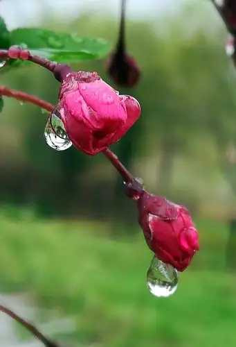 别致娇艳的春景一一雨中花