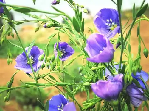 其它 大暑,品味最后的夏天 写美篇    夏天,百花齐放,百鸟争鸣.