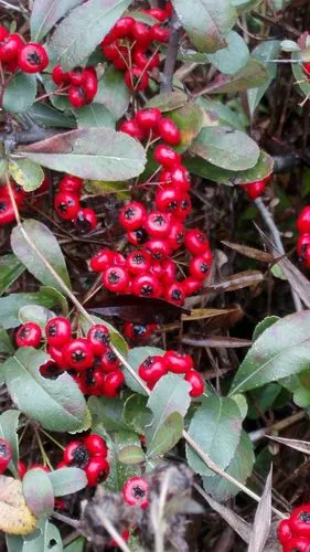 红子儿,红子儿,好看的子儿!