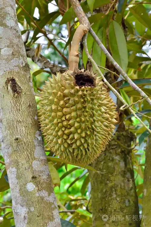 其树上的鲜榴莲