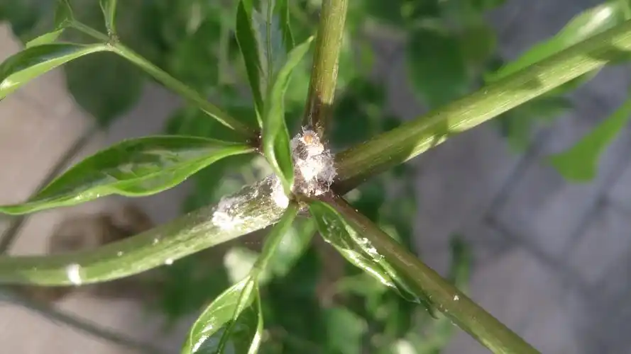 这是什么虫!要用什么药可以杀死?