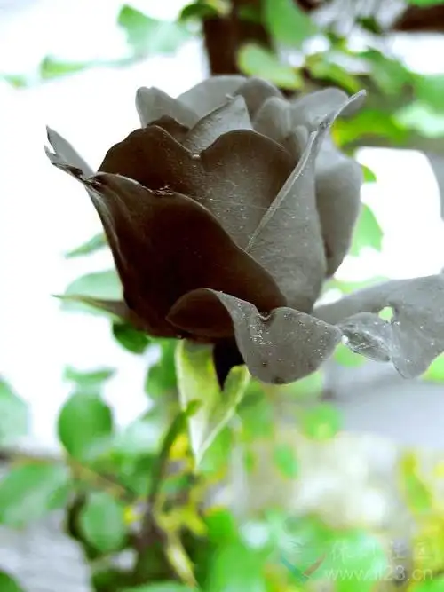 黑玫瑰的花语温柔真心独一无二你终将成为我的人