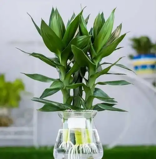 富贵竹怎么水养才旺盛(转运风水富贵竹水养小技巧)