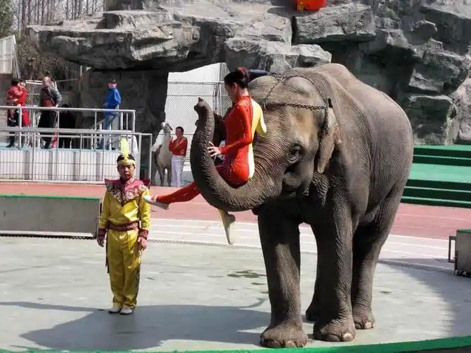 发现727上海野生动物园的动物表演