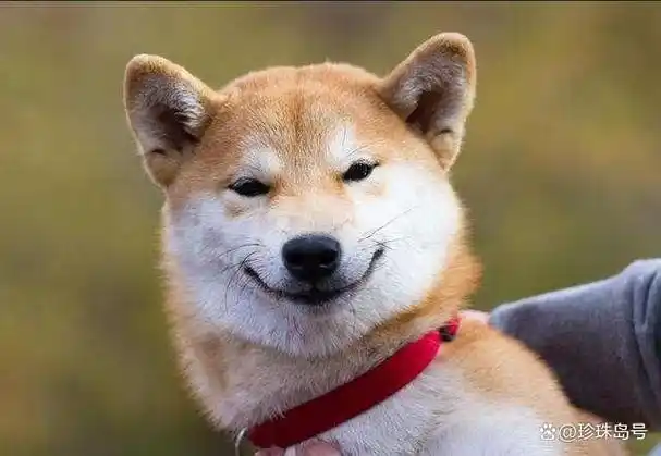 其真实表达是什么?你家狗子会笑吗