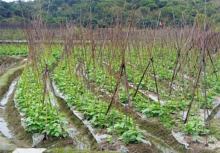 怎样种植四季豆 - 2020年最新商品信息聚合专区 - 百度爱采购