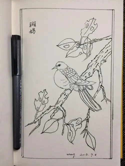 2018-09-05 每日一画 线描 斑鸠 - 简书