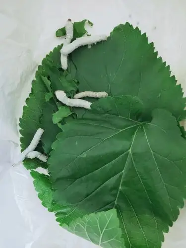 进入三龄的宝宝,颜色变浅,食量开始增大,这时候早中晚各喂一次桑叶了.