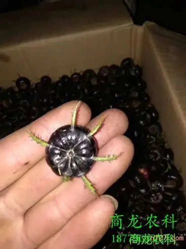 优质新品改良特色水果蜘蛛果