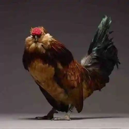 "地球上最美丽的鸡" 关于鸡那些日常被低估的美