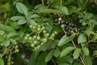 中药五爪龙是什么中药的别名?