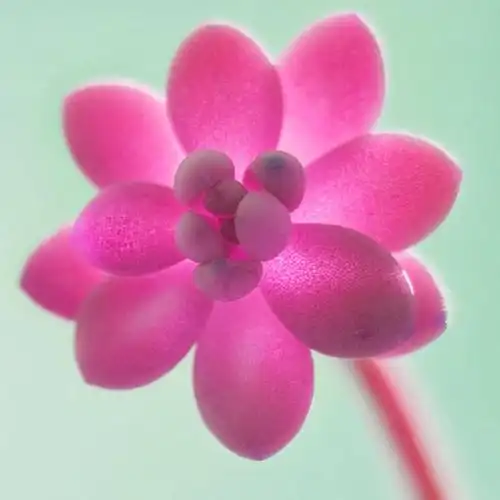 多肉植物花儿头像