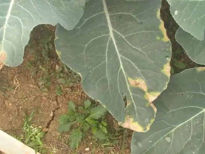 花椰菜黑腐病怎么防治