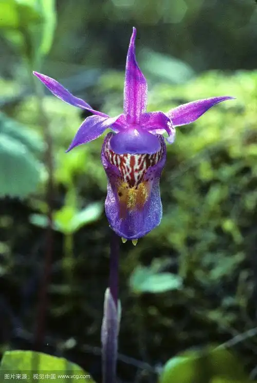 奇花异草:千奇百怪,千姿百态,争奇斗艳,稀世罕见!